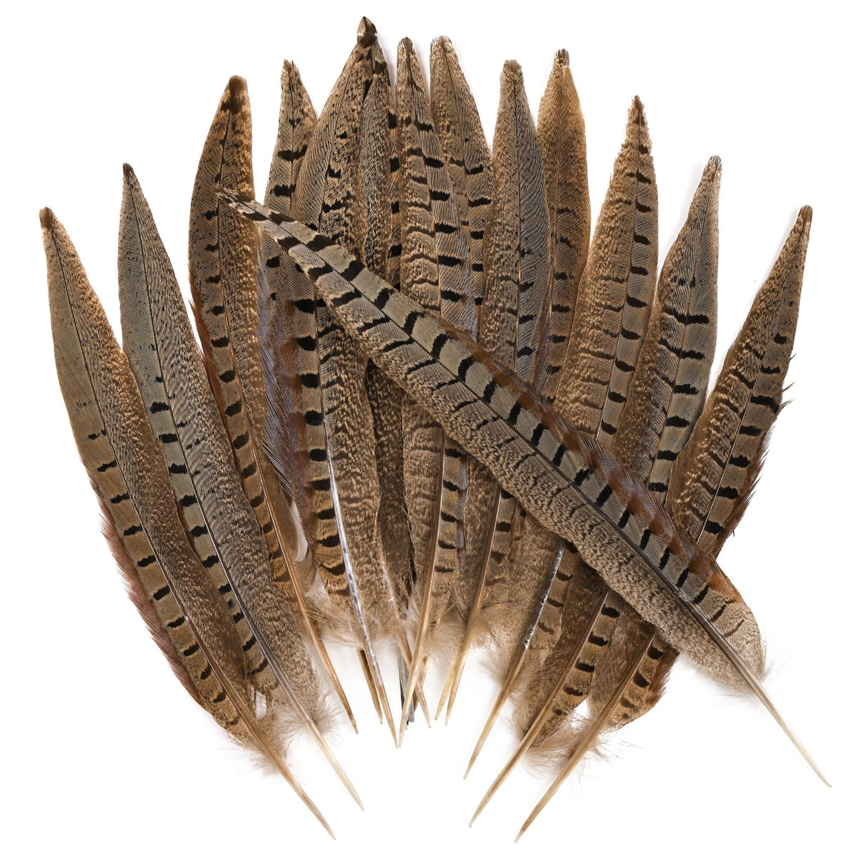 THARAHT 24pcs Male Ringneck Pheasant Tails Feathers Natural Feathers 8-10inch 20-25cm for Crafts Home Wedding Party Performance DIY Decoration Male Pheasant Feathers
