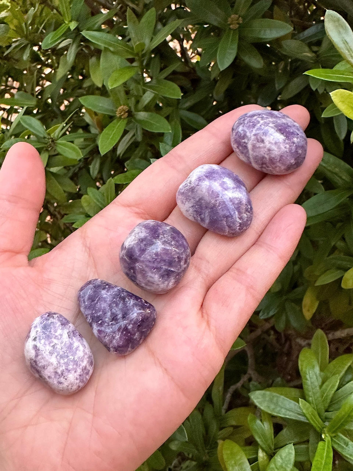 GAF TREASURES 5 Pcs Lepidolite Tumbled Stones, Polished Lepidolite Gemstone, Lepidolite Healing Crystals (Lepidolite)