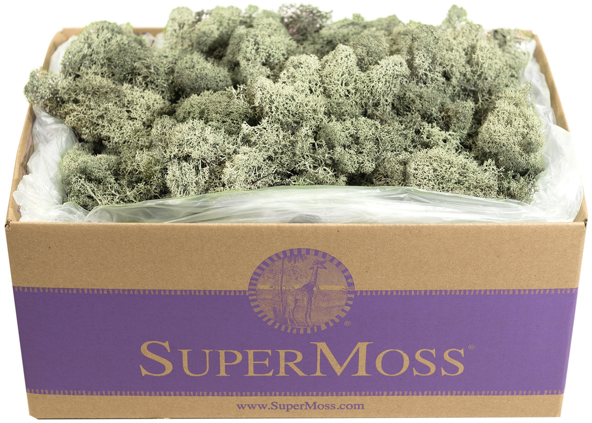 SuperMoss (25115) Reindeer Moss Preserved, Moss Green, 3lbs