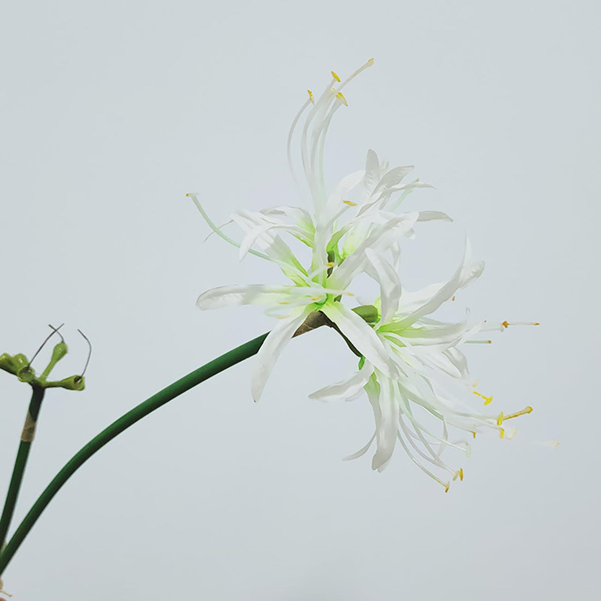Qingriver 6 Sets 67 CM Lycoris Radiata Artificial Spider Lily Flowers Stonegarlic Clusteramaryllis for Home Garden Wedding Party Decor (Pure White)