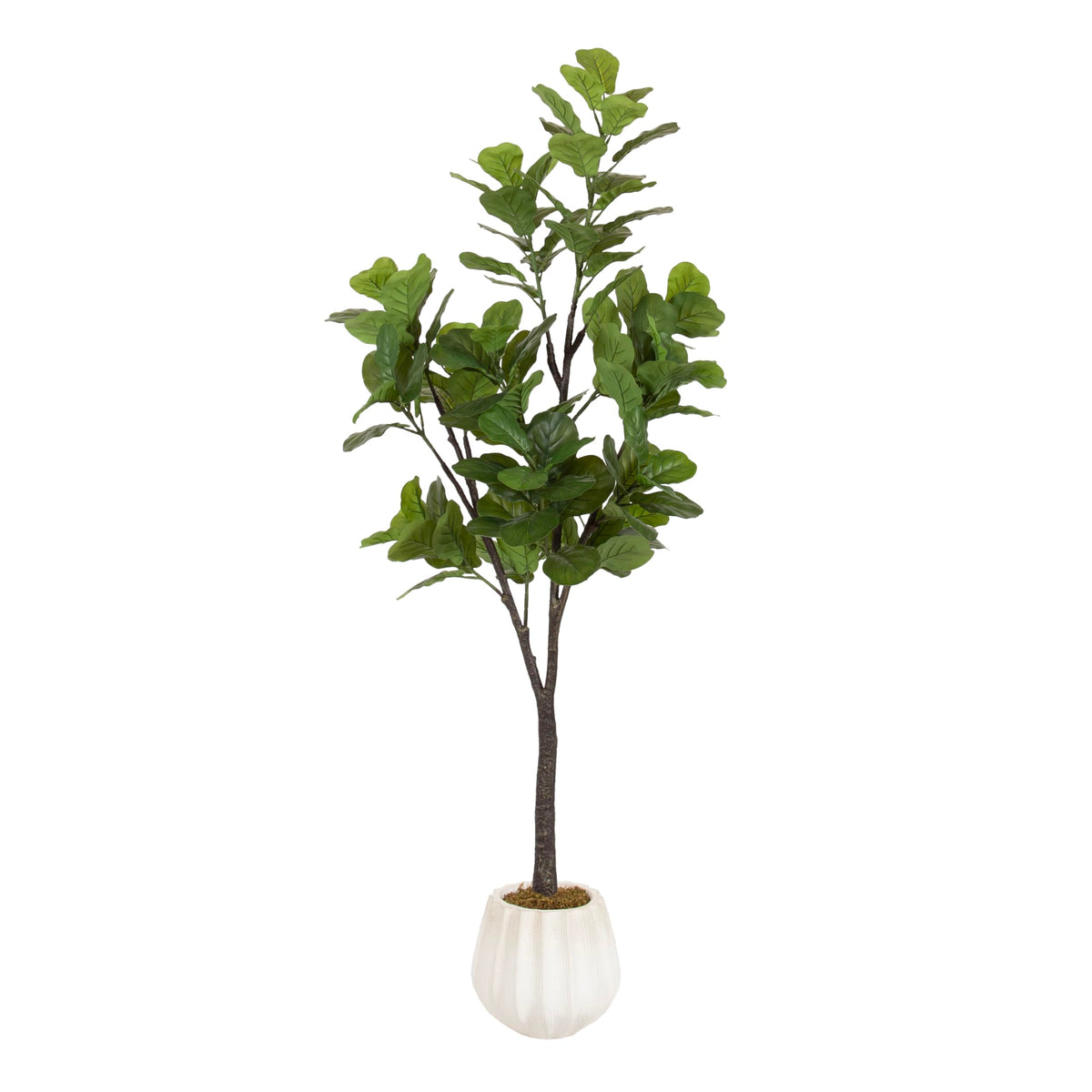 Kate and Laurel Fidmont Faux Fiddle Fig Tree with Claudel Scalloped Planter Pot, 6 FT, White, Potted Artificial Tree Indoor with Realistic Foliage and Added Moss, Fake Plant for Living Room Decor