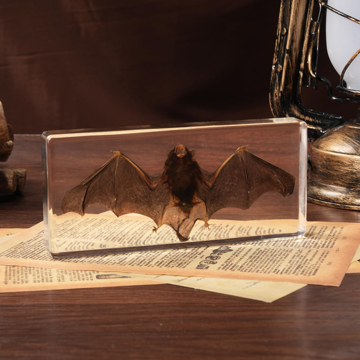 Taxidermy Bat, Real Bats Specimens High Quality Resin Animals for Science Classroom Science Education, Bat Decor Great Gift for Taxidermy, Animal Skull, Oddities, Biology (5.5x2.5x0.7 Inch)