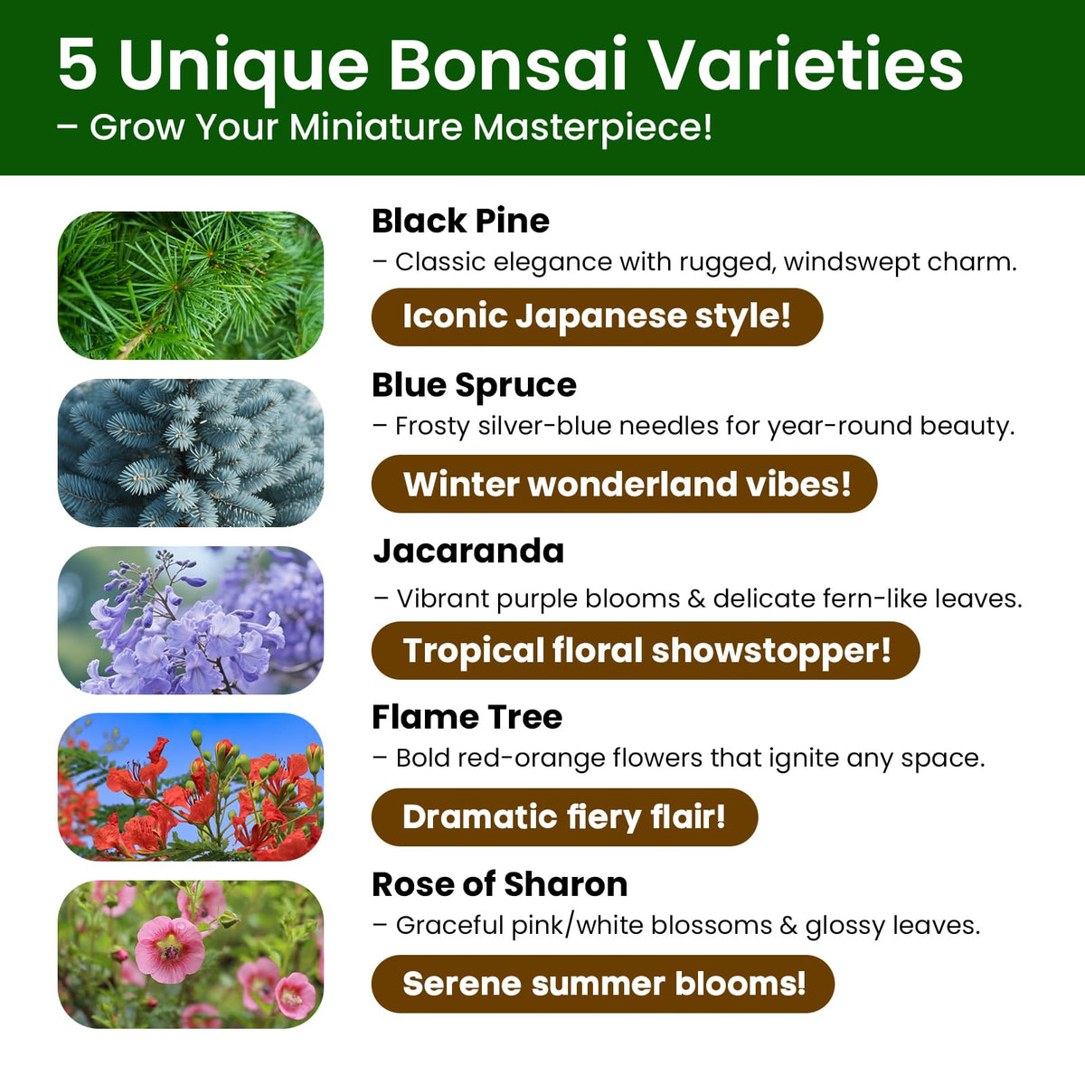 Bonsai Tree Kit for Beginners - 5 Unique Japanese Bonsai Seeds, DIY Indoor Gardening Crafts for Adults | Valentine's, Mother's Day & Birthday Gifts for Women and Men | Complete Starter Kit with Tools