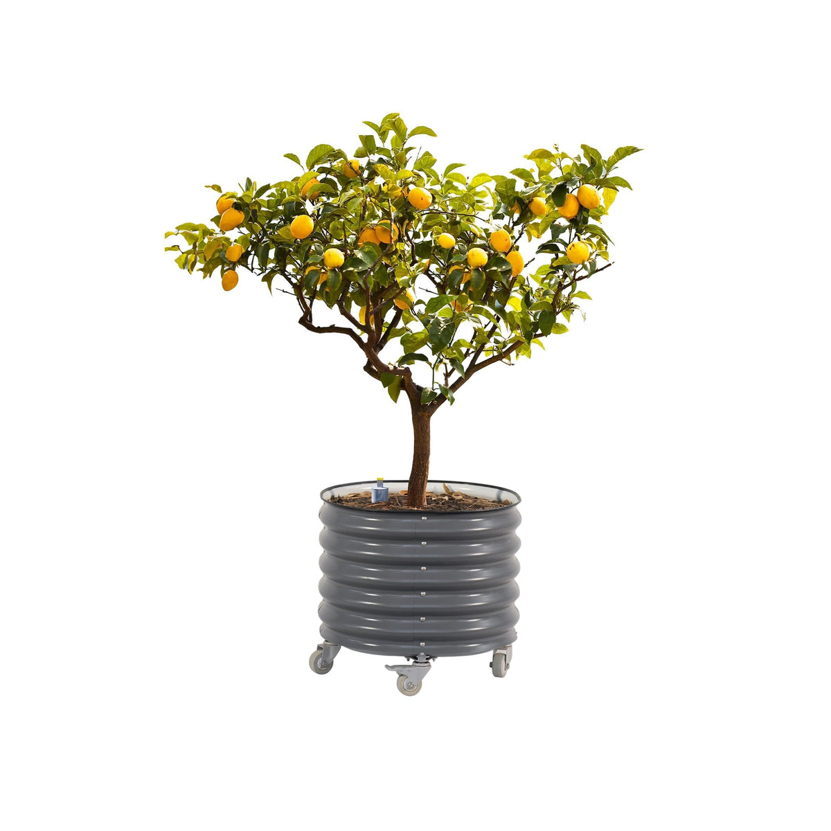Rolling Metal Citrus Tree Planter, Self-Watering Round Large Pot for Growing Trees Tomatoes Outdoor Plants Vegetables and Flowers, Raised Garden Bed with Wheels for Porch Patio & Backyard, Modern Gray