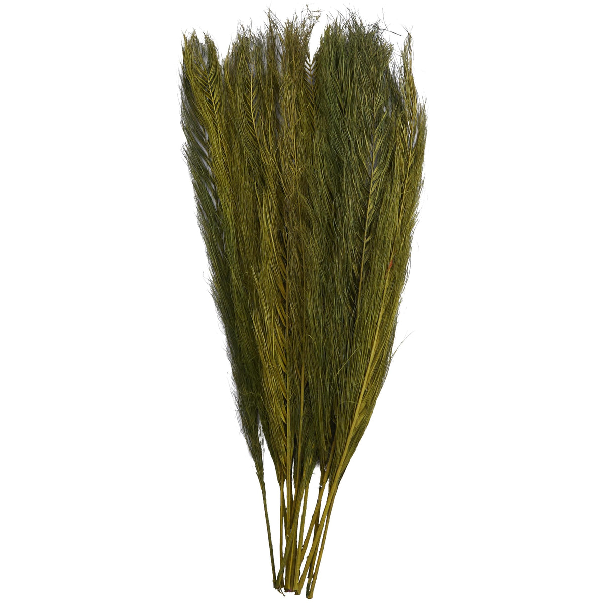Deco 79 Dried Plant Leaves Home Decor Natural Foliage Natural Dried Foliage with Feather Inspired Stems, Foliage for Decoration 4" x 1" x 35", Green