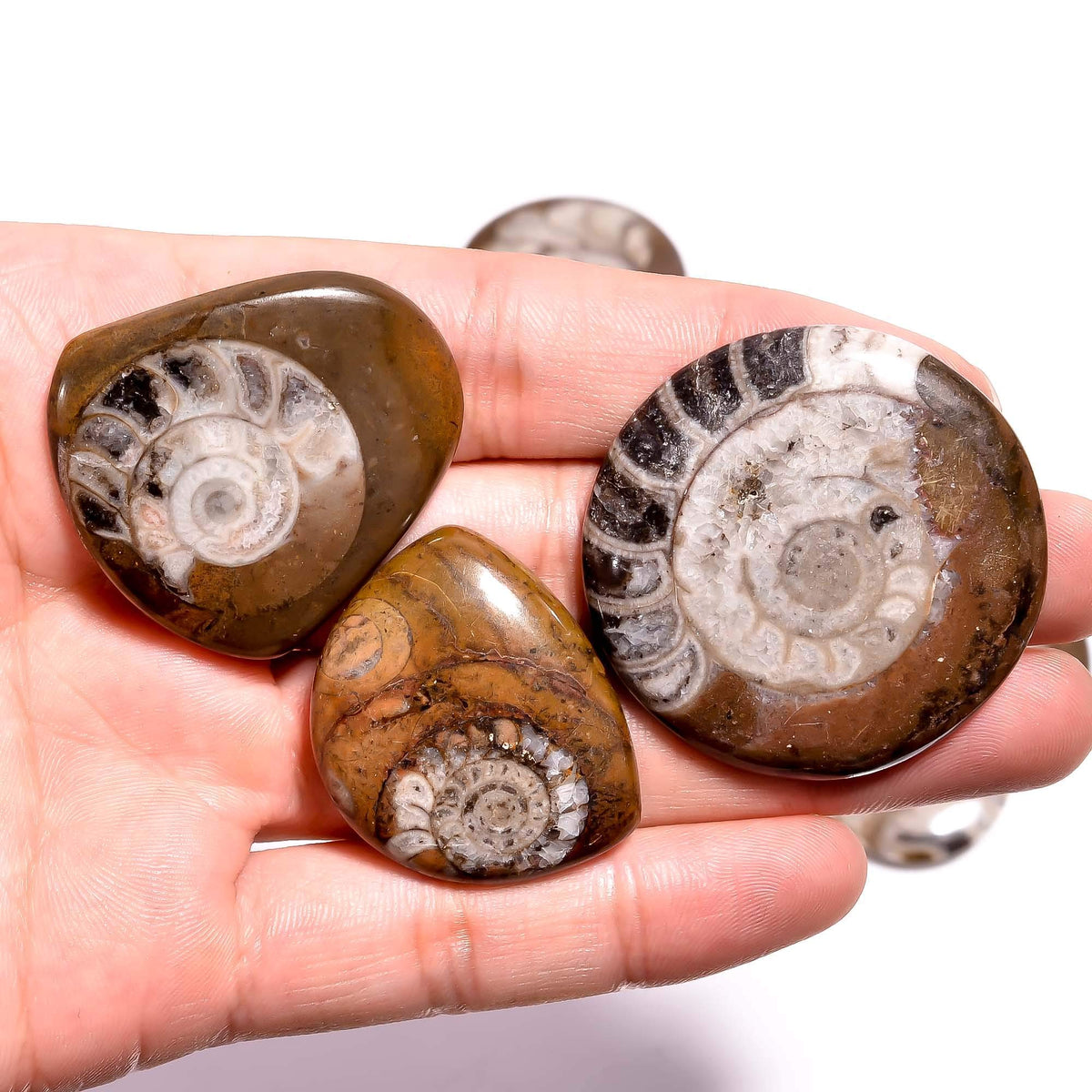 GEMKORA™ 3pcs Natural Ammonite Brown Gemstone Cabochon for Jewelry Making, Loose Gemstone Wholesale Lot, DIY, Wire Wrapping, Healing Crystals, Bulk Crystals Deal