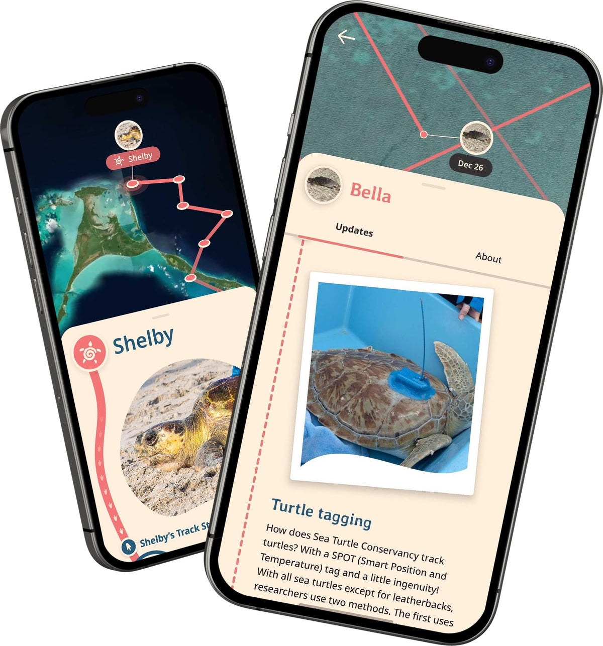 Fahlo Sea Turtle Tracking Bracelet – Track a Real Sea Turtle’s Journey – Supports Wildlife Conservation – Elastic, One Size Fits Most – on Interactive Mobile App Map – Unisex Ocean Conservation Gift (Sky Stone)