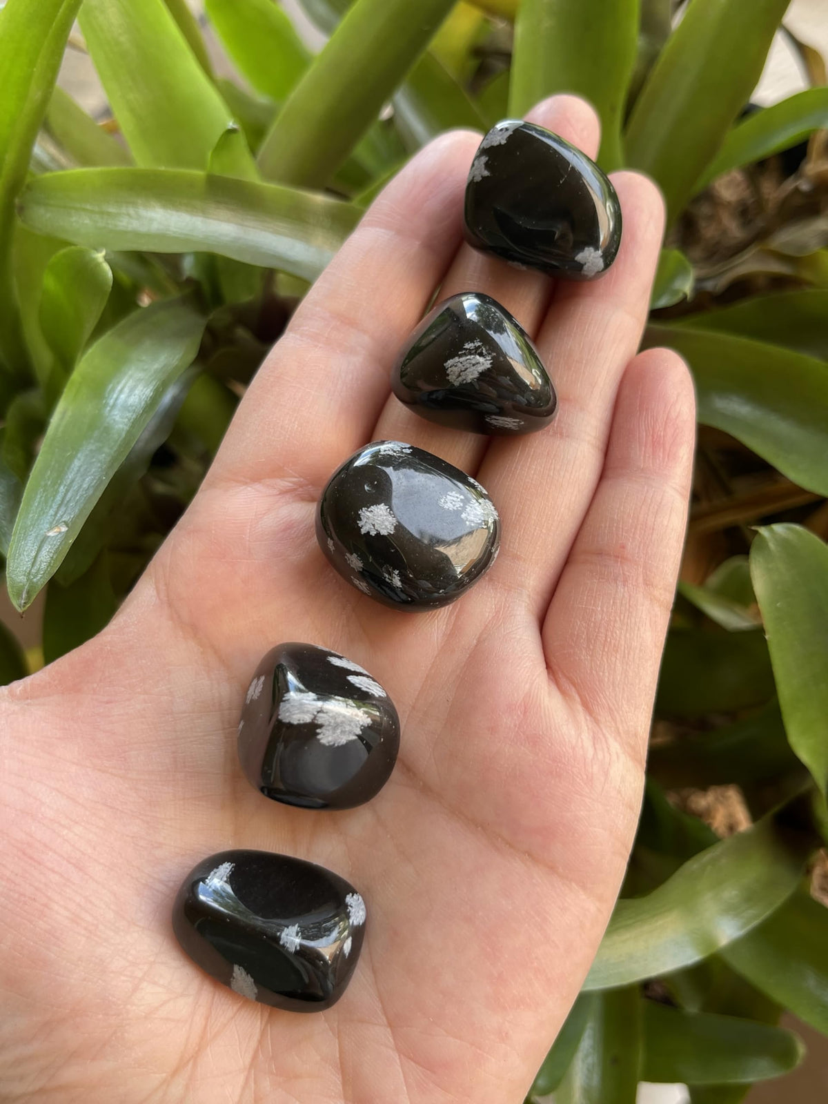 GAF TREASURES 5 Pcs Snowflake Obsidian Tumbled Stones, Polished Natural Snowflake Obsidian Gemstone, Snowflake Obsidian Healing Crystals (Snowflake Obsidian)