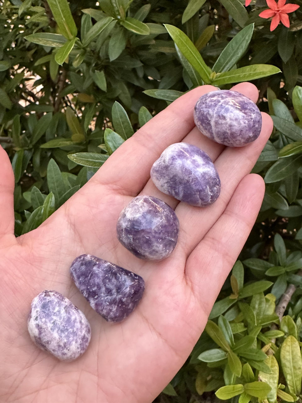 GAF TREASURES 5 Pcs Lepidolite Tumbled Stones, Polished Lepidolite Gemstone, Lepidolite Healing Crystals (Lepidolite)