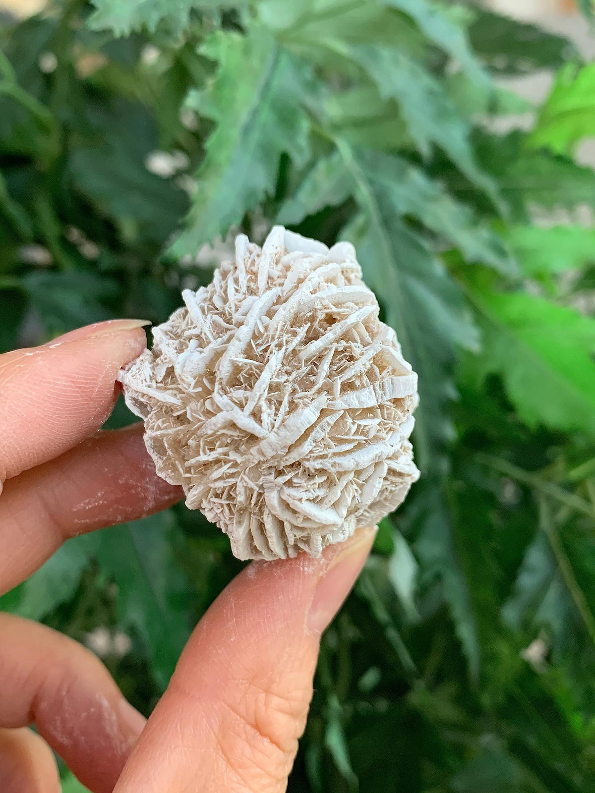 GAF TREASURES Wholesale Raw Desert Rose Crystals, Natural Desert Rose Stone, Natural Rough Desert Rose Crystals, Desert Rose Rough, Desert Rose Healing Crystals (Desert Rose, 0.5 Pound)