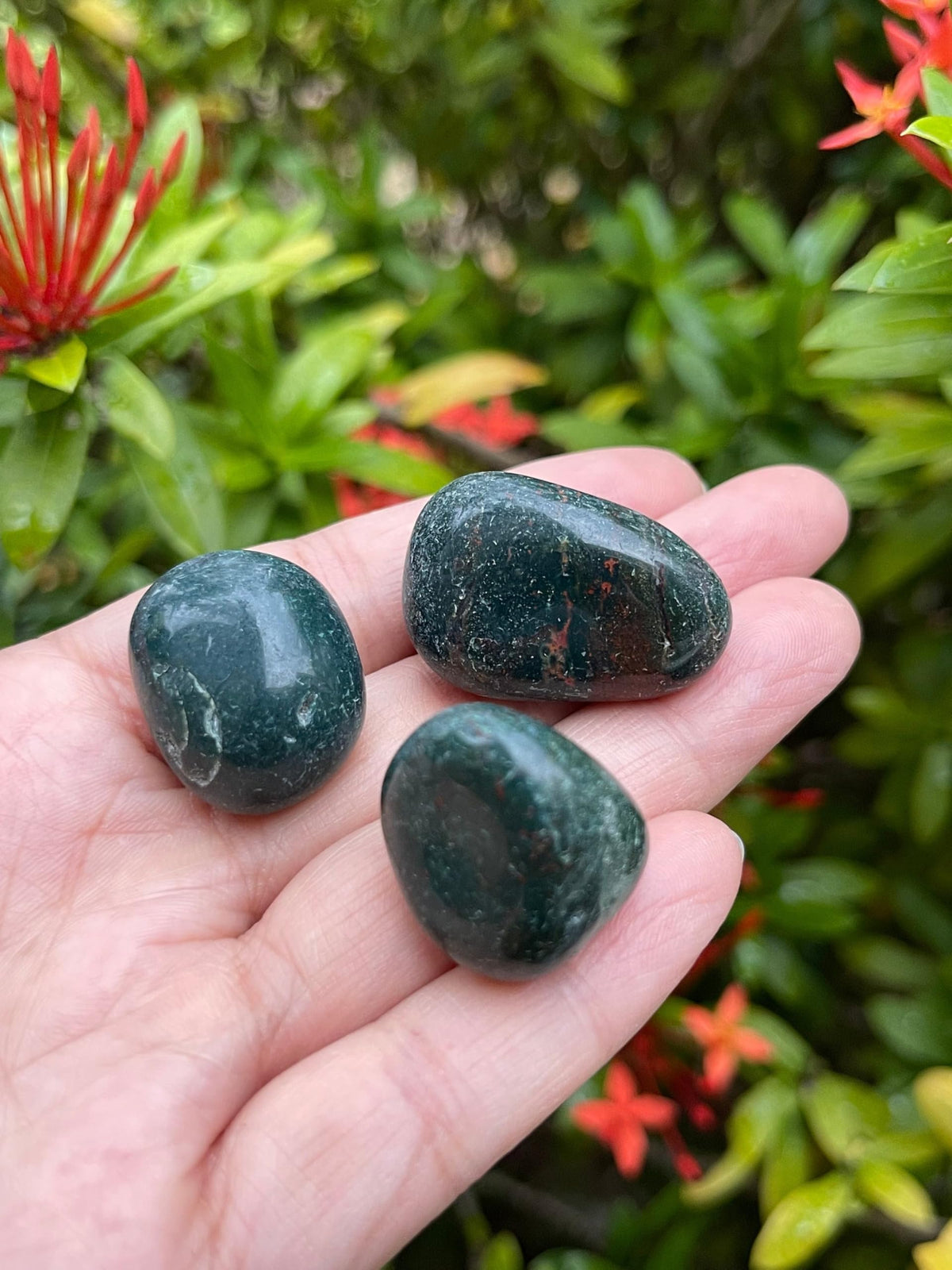 GAF TREASURES 5 Pcs African Bloodstone Tumbled Stones, Polished African Bloodstone Gemstone, African Bloodstone Healing Crystals (African Bloodstone)