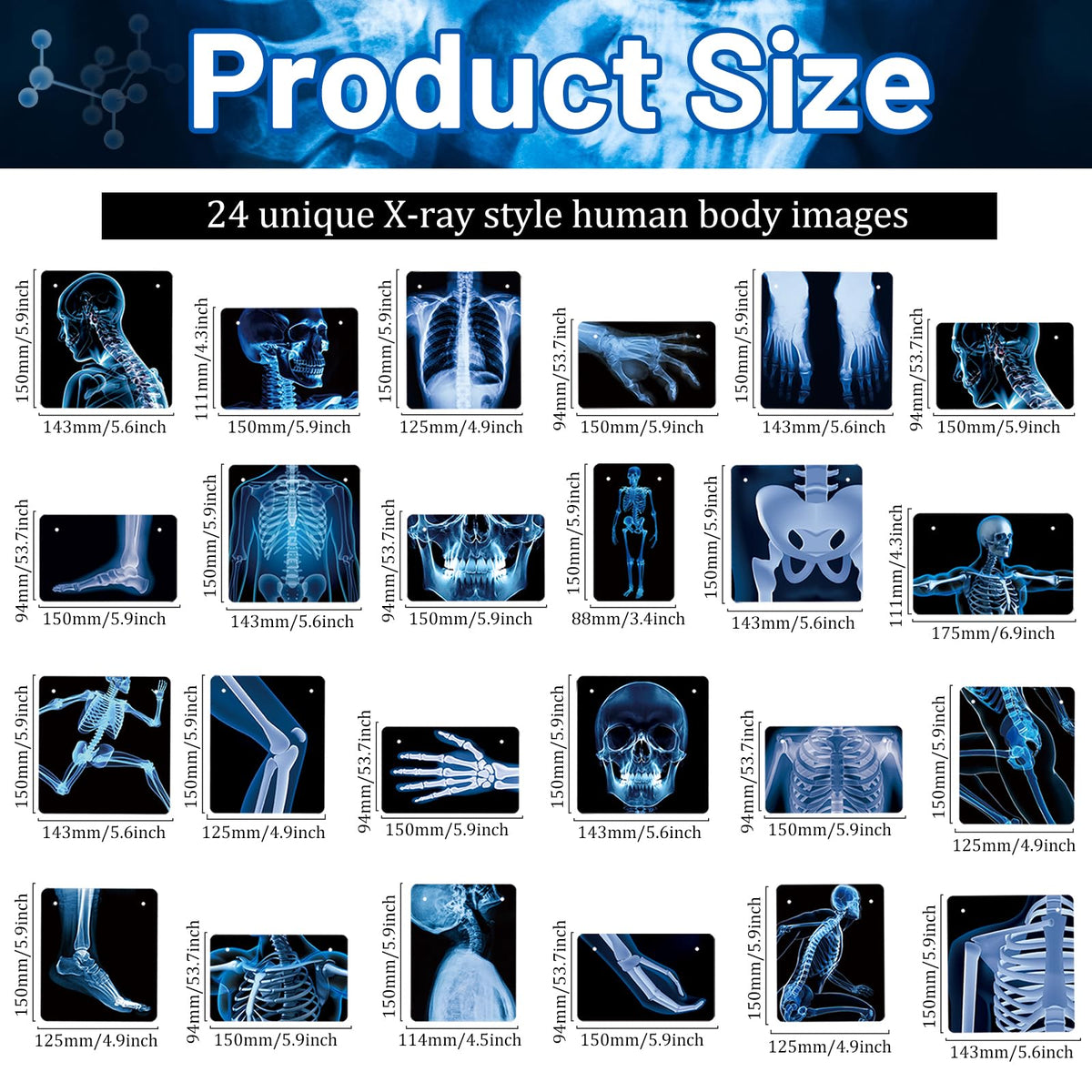 4 Strings X-Ray Skeleton Banner Decorations, Pre-Strung Medical Radiology Anatomy Garland with 24 X-Ray Body Part Images for Doctor Nurse Graduation, Halloween Party, Clinic Classroom Science Décor