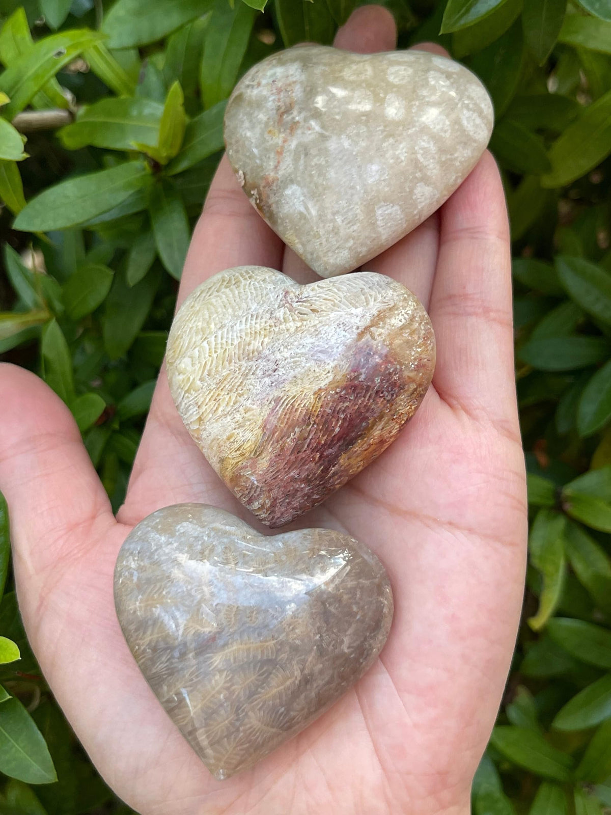 GAF TREASURES Fossil Coral Gemstone Hearts, Polished Fossil Coral Puffy Hearts, Fossil Coral Crystal Palm Stone, Fossil Coral Healing Crystal Hearts (1 Heart)