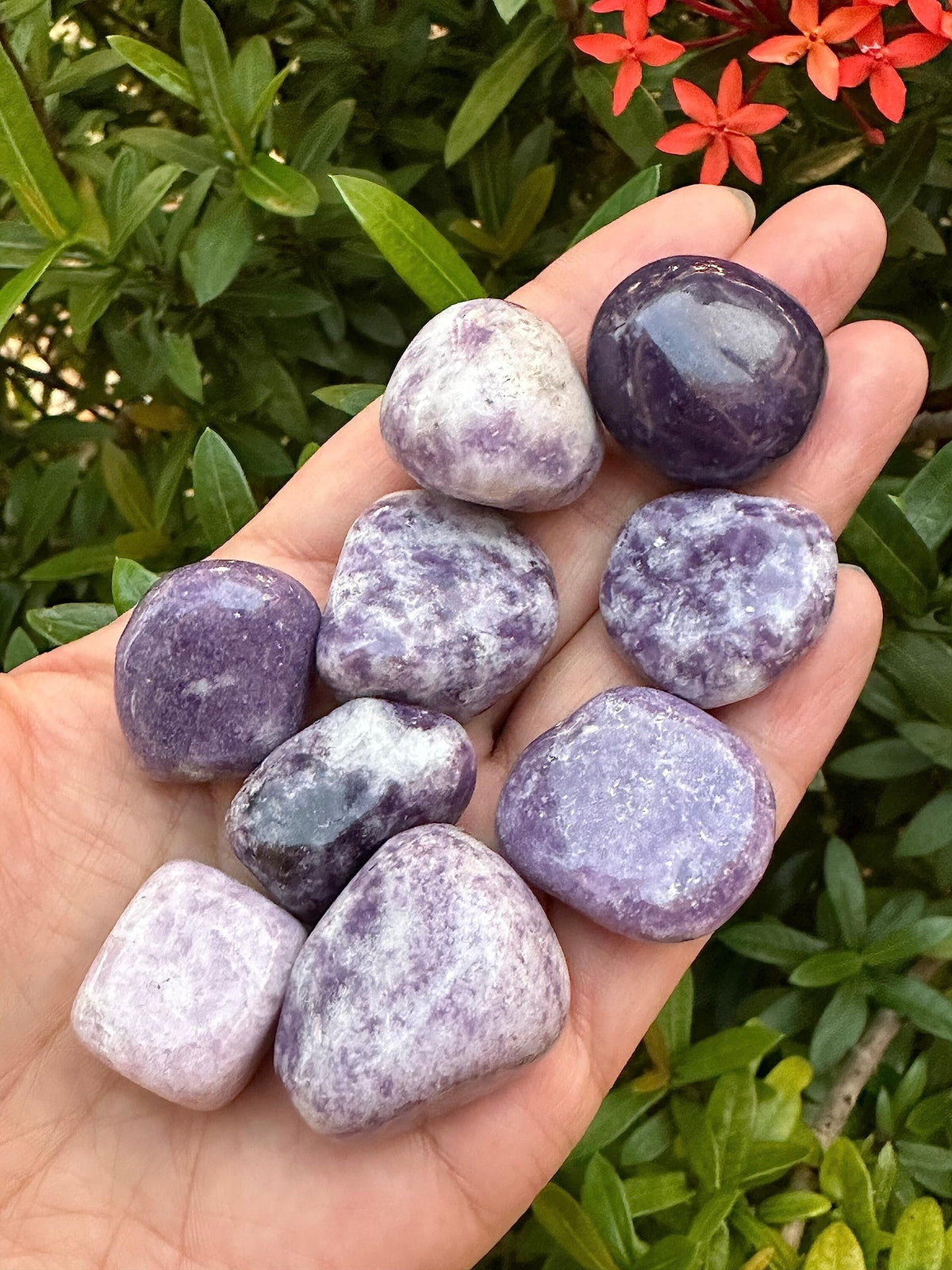 GAF TREASURES 5 Pcs Lepidolite Tumbled Stones, Polished Lepidolite Gemstone, Lepidolite Healing Crystals (Lepidolite)