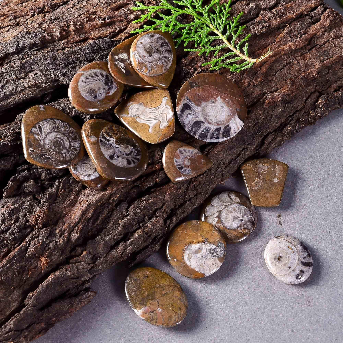 GEMKORA™ 3pcs Natural Ammonite Brown Gemstone Cabochon for Jewelry Making, Loose Gemstone Wholesale Lot, DIY, Wire Wrapping, Healing Crystals, Bulk Crystals Deal